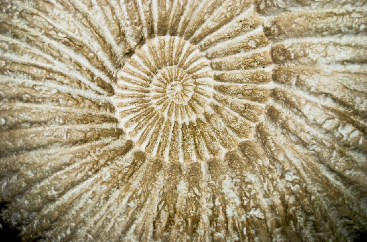 Ammonite fossil spiral — warm ivory and sand toned natural pattern